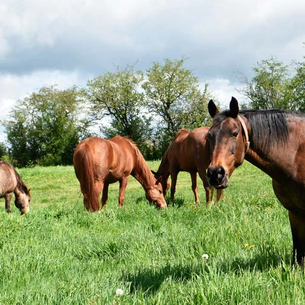 Pension pour chevaux à Viplaix, Allier